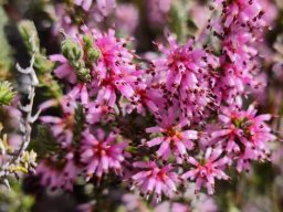 Erica inaequalis leaves and flowers